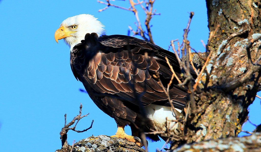 bald eagle near Ridgeway IA 653A9829