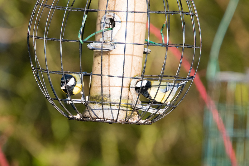 Blue tits, great tits, Northycote Farm