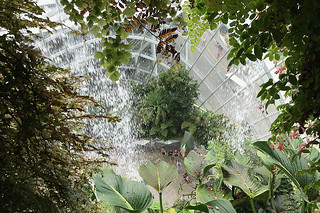 Cloud Forest - Water falls from top