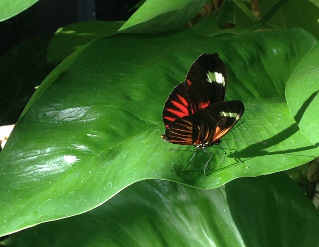 Doris Longwing butterfly at the Butterfly House, Missouri Botanical Garden at Faust Park