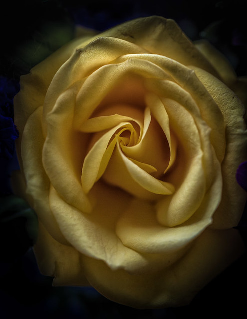yellow rose, macro.