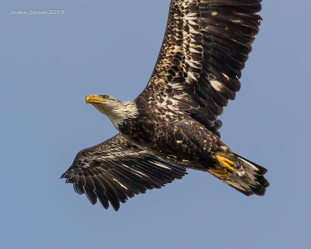Juvenile Blad Eagle Closeup