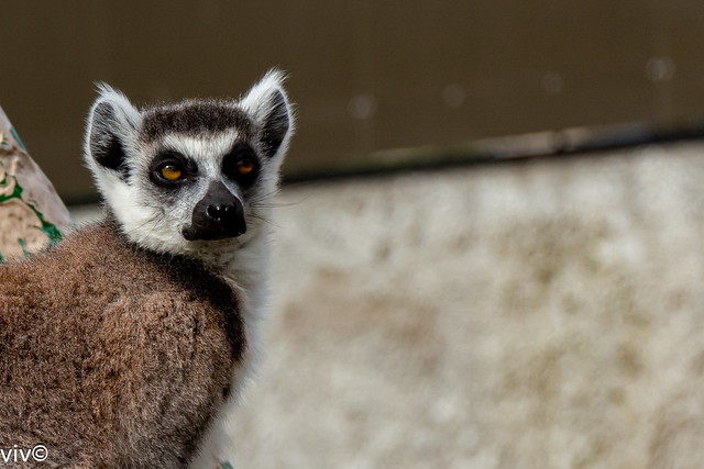 Nice Lemur portrait
