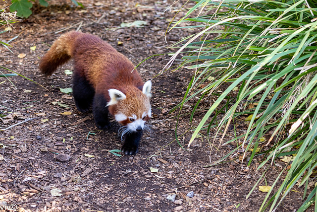 Cute Red Panda on walkabout