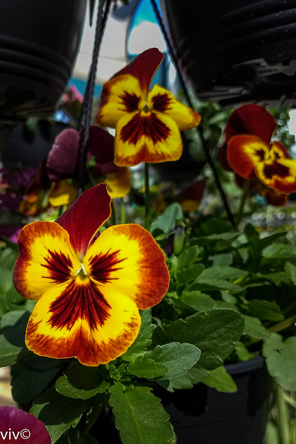 Lovely multicolours of Pansy flowers