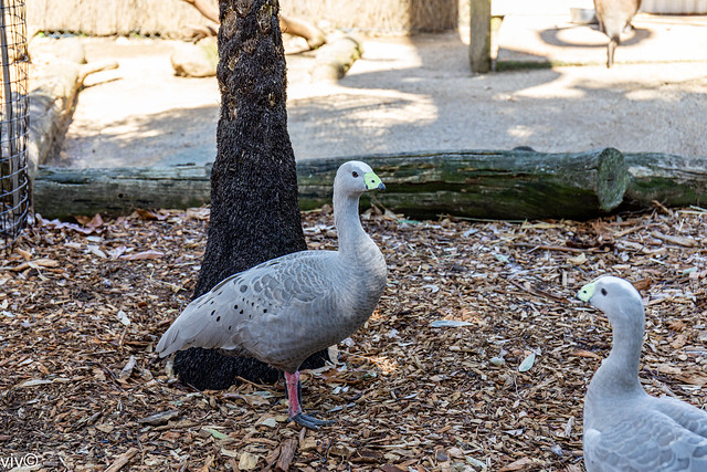 Colourful Cape Barren geese on walkabout