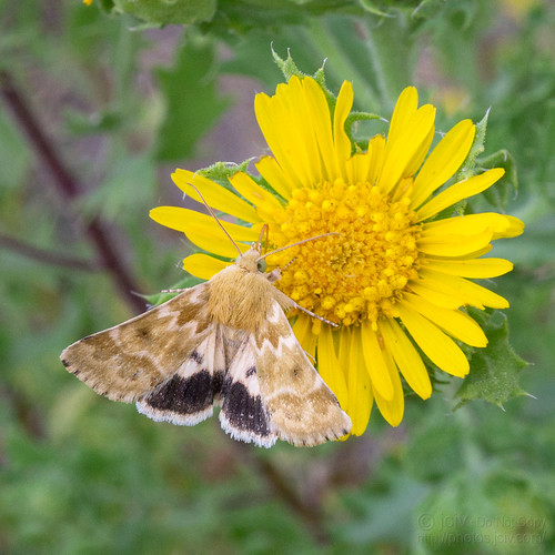 raymondville texas unitedstatesofamerica file:name=dsc08749 macro insect moth