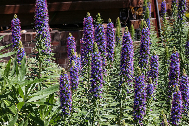 Spring Echium blooms galore attracting insects