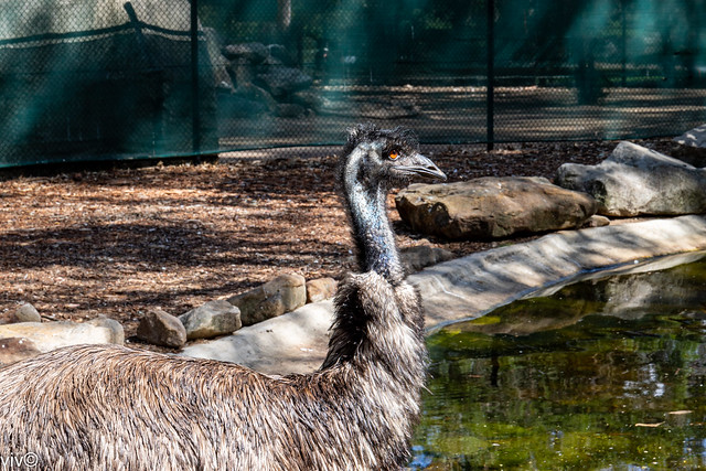 Adult Australian Emu contemplating its next move