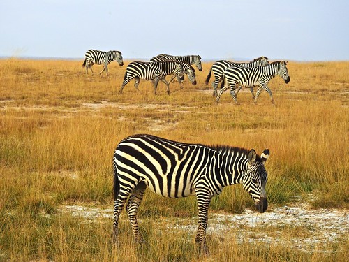 zebra inthewild amboseli amboselinationalpark kenya ke africa africansafari grasslands savannah grasses migration herd stripes black white blackandwhite equid mammal threatened p900 coolpixp900 nikoncoolpixp900 jennypansing grant grantszebra