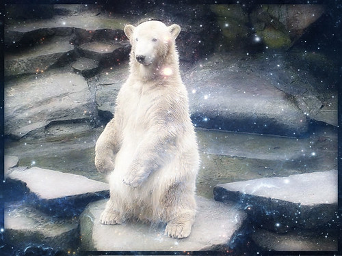 Polar Bear KNUT | by BrigitteE1