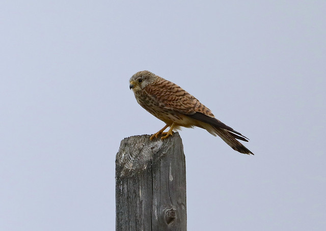 Young Lesser Kestrel —- Falco naumanni