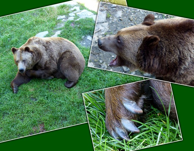 Braunbär / Brown bear