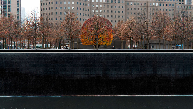 The Survivor Tree at the 9/11 Memorial