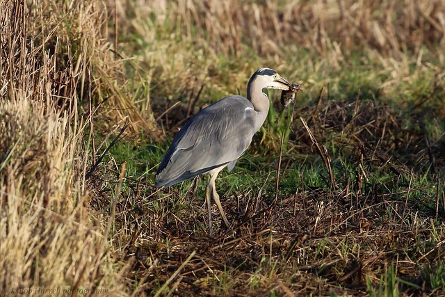 Heron with 2nd vole.