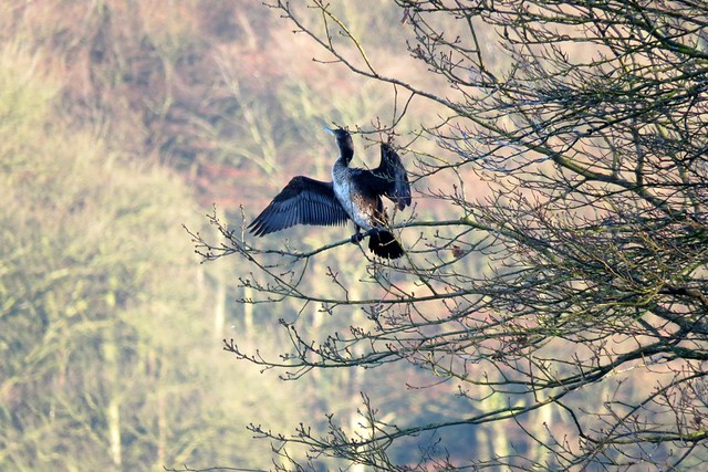Cormorant high up in the tree