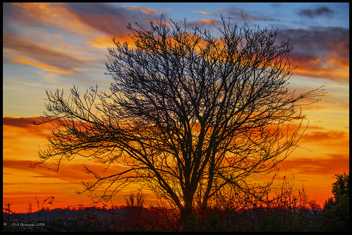 tree sunrise hutton scottishborders scotland