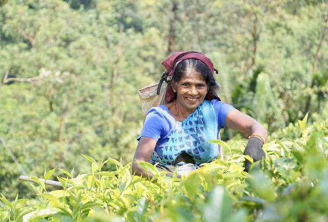Sri Lankan Tea Picker