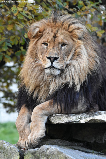 African lion - Pakawipark