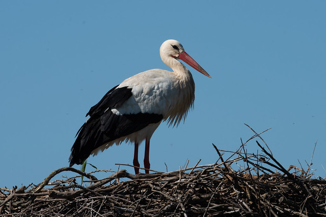 Ciconia ciconia: European White Stork