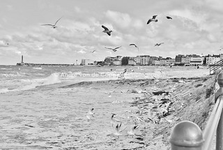Margate Seagulls Or Some Of The Locals
