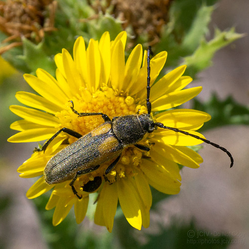 raymondville texas unitedstatesofamerica file:name=dsc08286 macro insect flower bug beetle