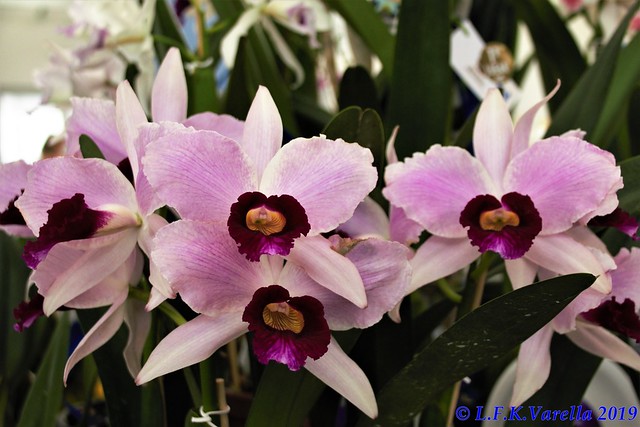 Laelia purpurata - melhor conjunto floral - cultivo Flavio Schmidt