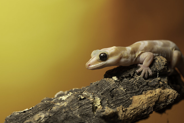 Northern Velvet Gecko On Log