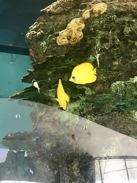 Ripley's Aquarium Yellow Fish