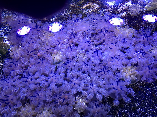 Ripley's Aquarium purple