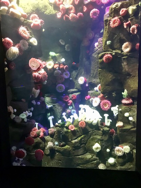 Ripley's Aquarium Pink