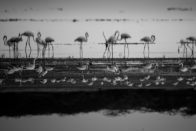 Flamingos - mirror view