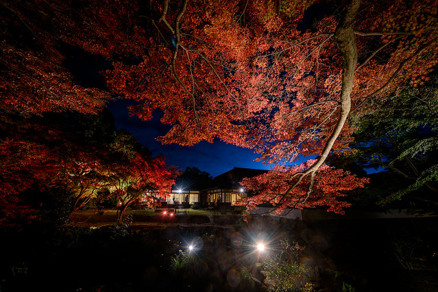 長府毛利邸紅葉ライトアップ2019 #4ーLight up of the autumn leaves of Chofu Mori Residence 2019 #4