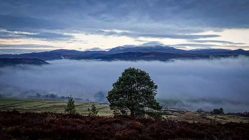 mist misty fogfoggy rosshire highlands scotland landscape countryside country rural sky clouds cool freezing trees forest woodland hills mountains rocks rocky heather grass munro high snowcapped snow fragment pinewood strath valley fields farms housespine