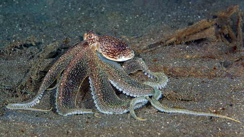 Longarm Octopus - Abdopus sp. | A fairly large octopus ...