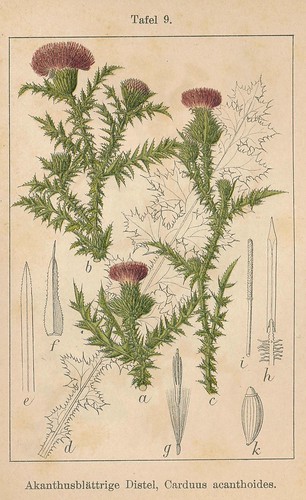J Sturms Flora von deutschland band 14 1906 tafel 9 | Flickr