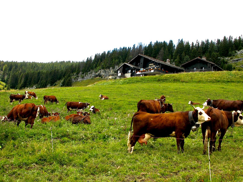 Plateau des Glieres haut lieu de la résistance Française années 1940  1945 et ses belles vaches de race Abondance hte Savoie France