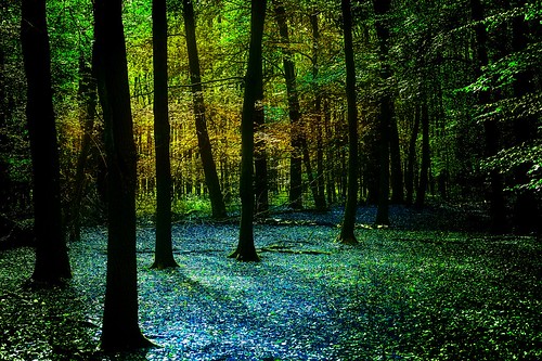 digitalart digitalpainting painting nature landscape wald forest wood trees