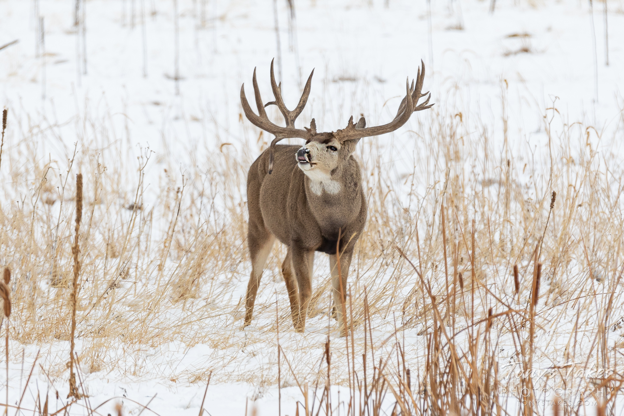 “Celebrity” mule deer buck sniffs the air