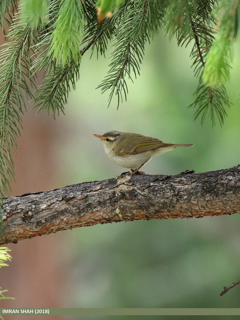 Western Crowned Warbler (Phylloscopus occipitalis)