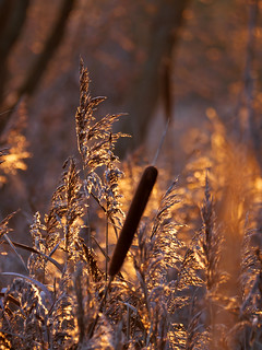Bullrush and reeds at sunset
