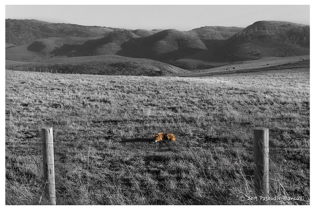 Coyote-Point Reyes-print-border-small20x30 copy