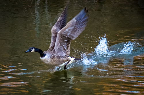 Photo of goose making a splash landing in water