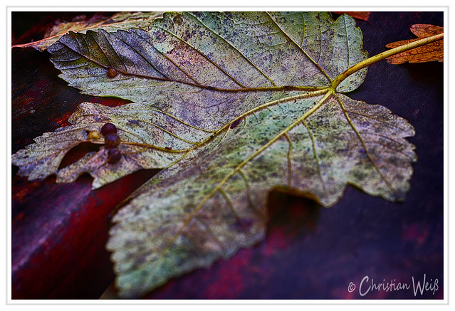 Withered leaf