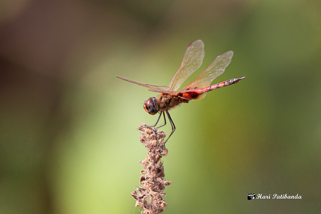 A Red tailed Dragonfly on a small plant