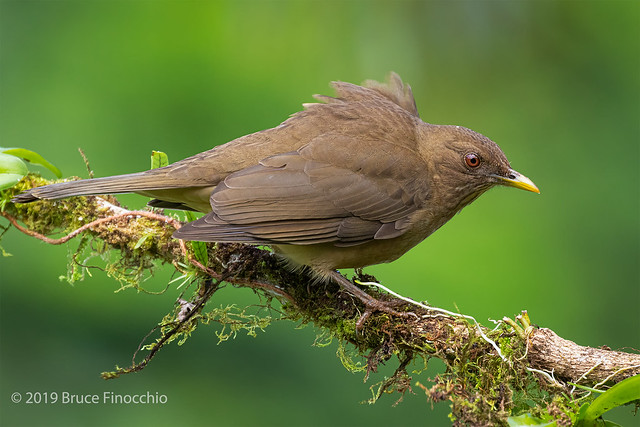 Wind Flutters Shoulder Feathers Of A Clay-colored Thrush While Perched