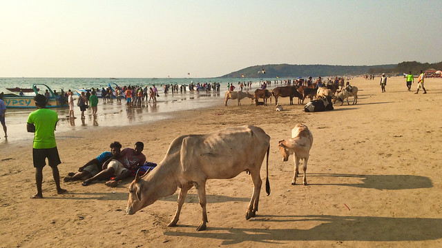 India, Calangute - Relaxing on beaches of Goa - February 2018