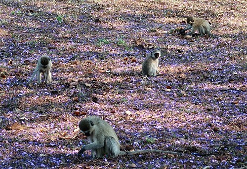 2019 africatrip zimbabwe part3 gadventures greatzimbabwemonument masvingo baboon animal