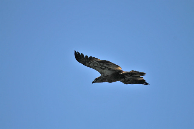 Conowingo Dam ~ Juvenile Eagle