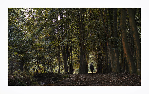 trees forest walking testing words tags test forestry holland nederland netherlands sony a7ll lens 85mm vacation fall summer green environmental climatechange hoax fakenews